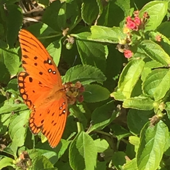 Meet your Posher, Claudia - Picture 1 of 1